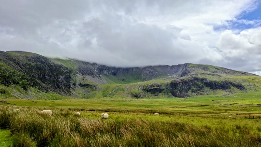 Goats and sheeps in snowdonia hiking