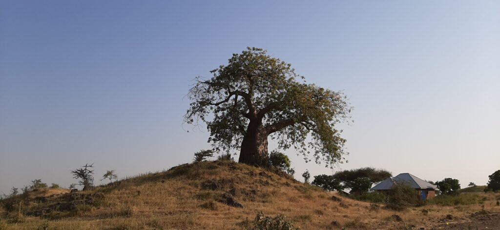 A lone baobab tree silhouetted against an orange African sunset, photographed by Merlin in Tanzania