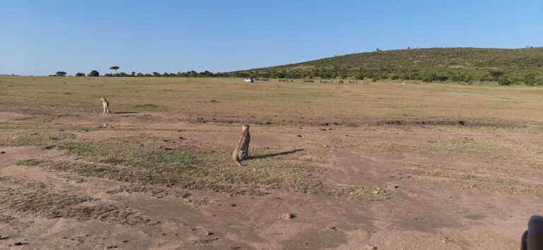 Top 5 Best Countries for a Safari (From Someone Who’s Actually Been)