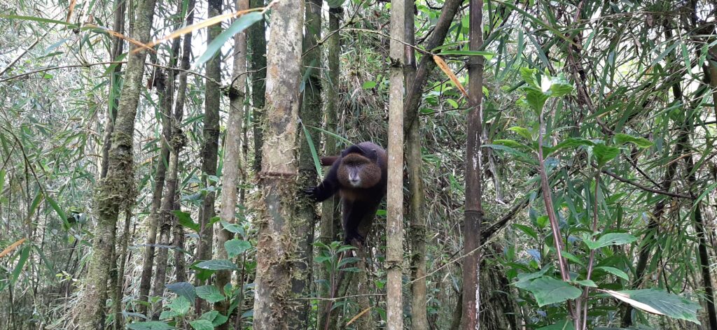 A golden monkey perched in the bamboo forest of Volcanoes National Park, Rwanda, photographed by Merlin