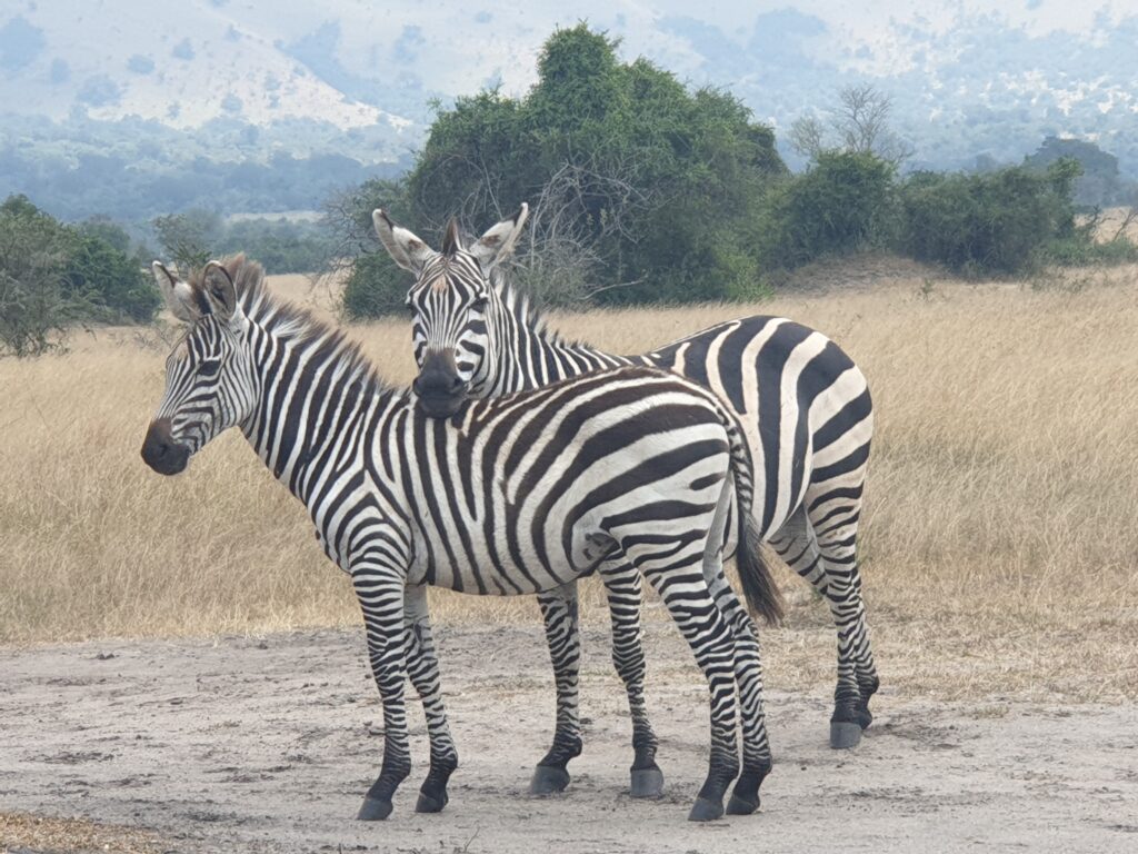 Two zebras standing head to tail in the grasslands of Akagera National Park, Rwanda, photographed by Merlin